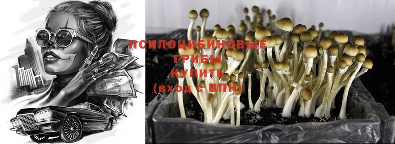 Галлюциногенные грибы Psilocybine cubensis  Алексеевка 